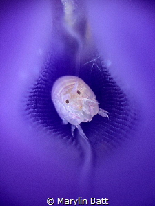 Lady bug inside a blue tunicate by Marylin Batt 